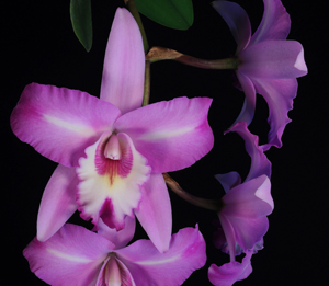 Laeliocattleya Miss Wonderful Imperialis AM